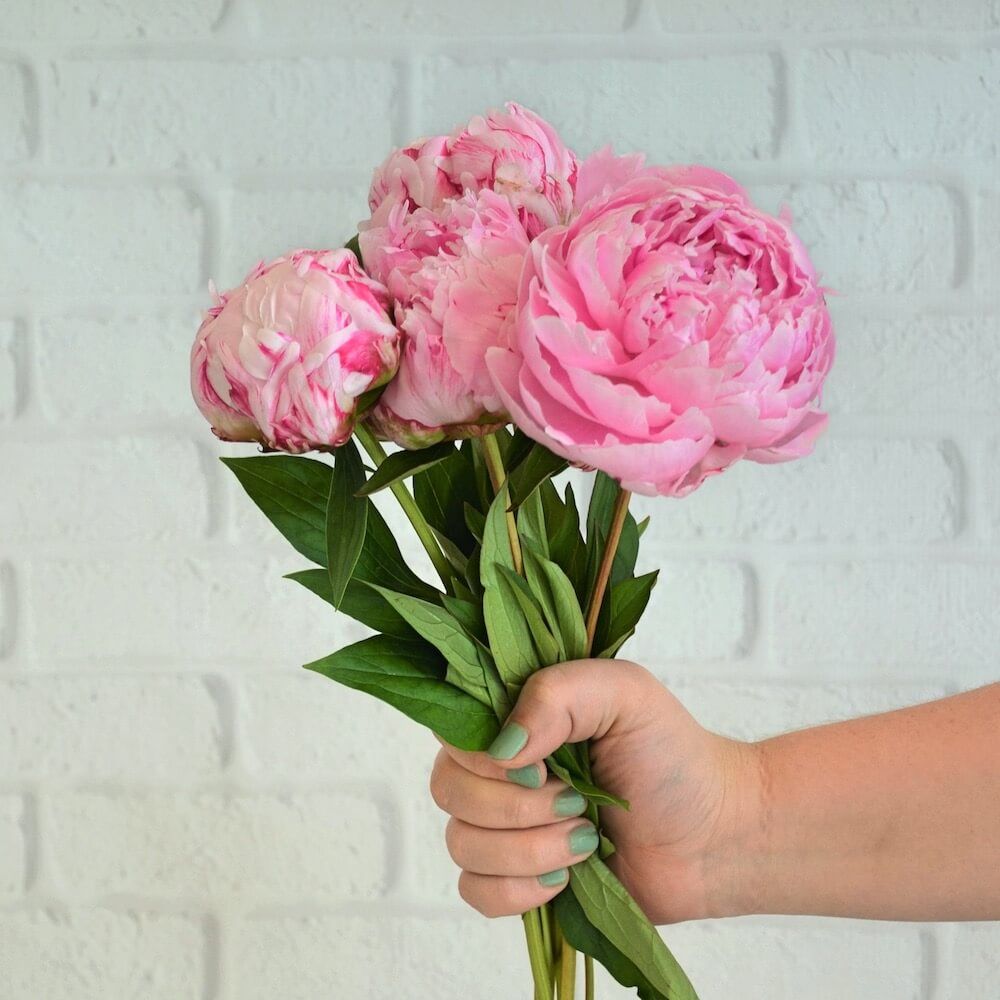 Fresh Flower Stems